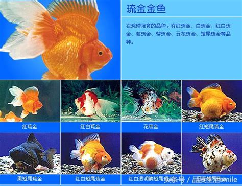 小金魚品種|小型金魚品種的介紹，嘴巴賤的有哪些？ 